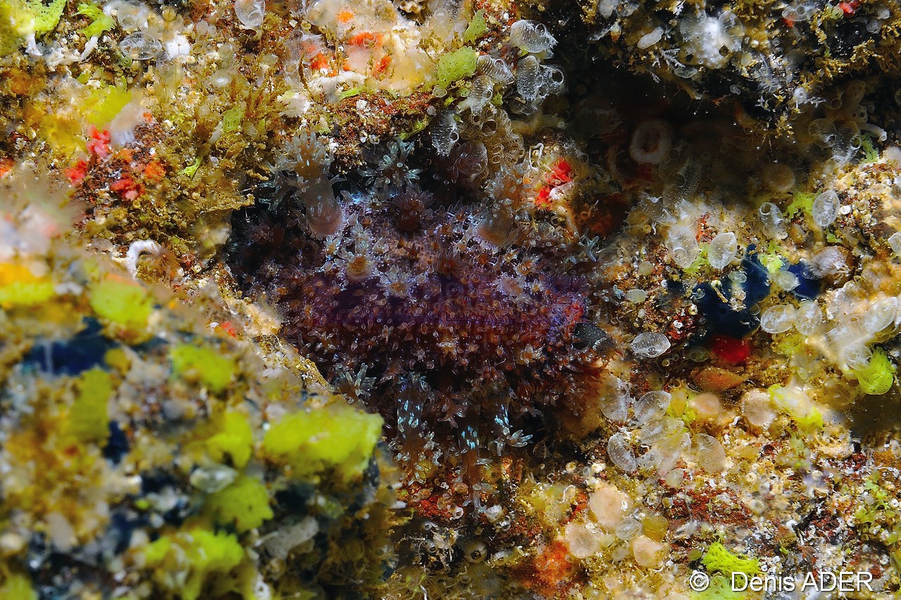 Paralcyonium cf spinulosum-Cap Vert Pointe du Phare-23m-20150408-Denis-ADER-DSC_9764_tn.jpg